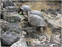 20tortoisebreedingcenter.jpg