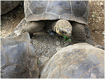 22tortoisebreedingcenter.jpg