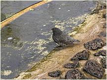 23tortoisebreedingcenter.jpg