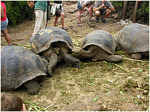 25tortoisebreedingcenter.jpg