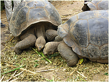 26tortoisebreedingcenter.jpg