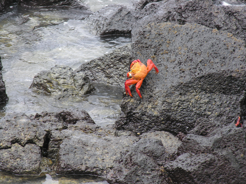 Click on image to return to index 27puertoayora.jpg