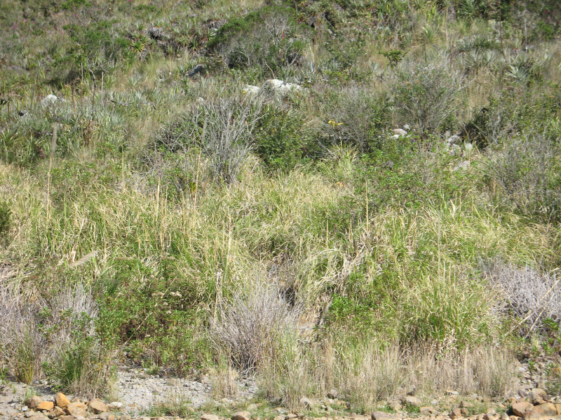 18lagunacuicocha.jpg