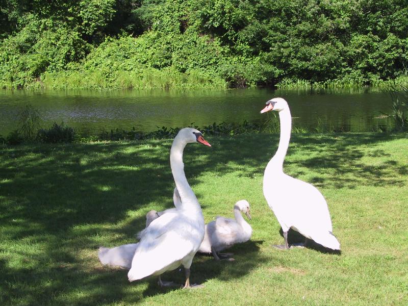 millpond2.jpg