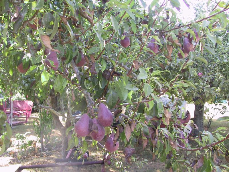 x_img_8639pears.jpg