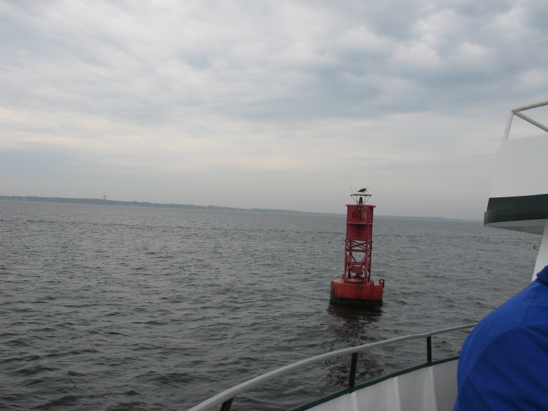 Click on image to return to index y0606231650redbuoygull.jpg