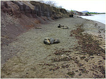 01floreanacormorantpoint.jpg