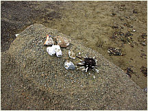 02floreanacormorantpoint.jpg