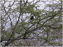 06floreanacormorantpoint.jpg