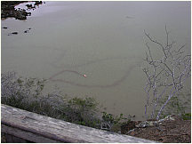 18floreanacormorantpoint.jpg