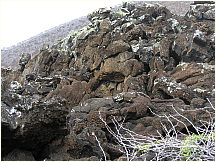 27bfloreanacormorantpoint.jpg