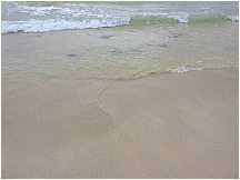 28floreanacormorantpoint.jpg