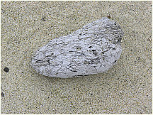 36floreanacormorantpoint.jpg