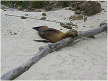 39floreanacormorantpoint.jpg