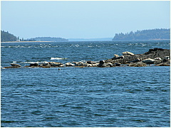 01harborseals.JPG