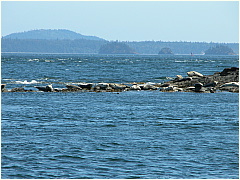 02harborseals.JPG