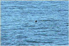 03harborseals.JPG