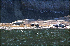 04harborseals.JPG
