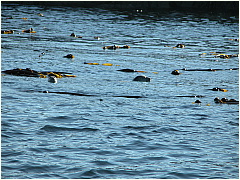05harborseals.JPG