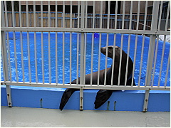 0604Sealions01.JPG