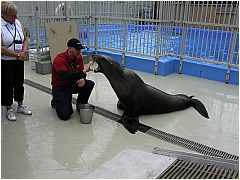0604Sealions03.JPG