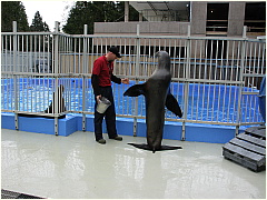 0604Sealions04.JPG
