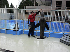 0604Sealions05.JPG
