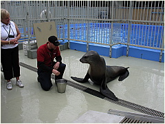 0604Sealions06.JPG