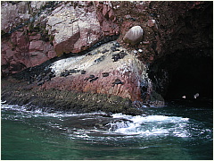0605Sealions09.JPG