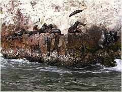 0605Sealions10.JPG