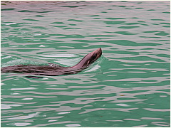 0608Sealions11.JPG