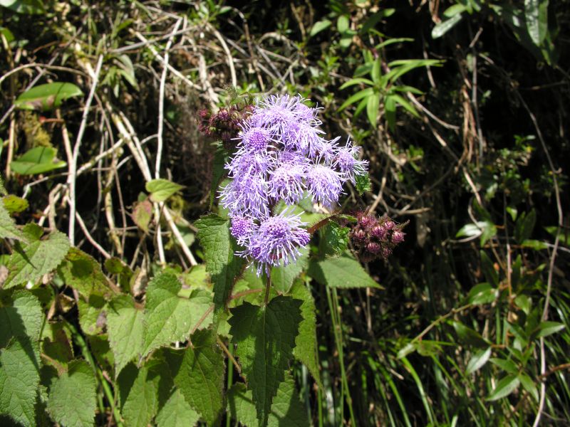 34incatrailflowerpurple.jpg