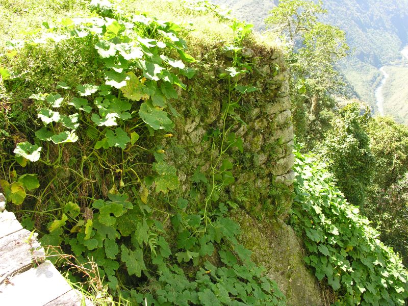 41incatrailsquashvines.jpg
