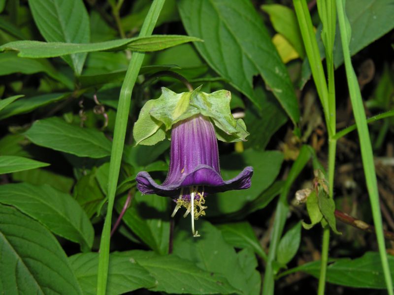 46incatrailflowerprettypurple.jpg