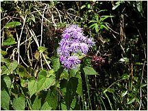 34incatrailflowerpurple.jpg