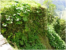 41incatrailsquashvines.jpg