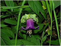 46incatrailflowerprettypurple.jpg