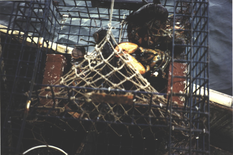 Click on image to return to index 20lobsterfishing.jpg