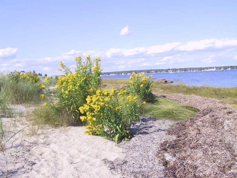 25mattapoisett.jpg