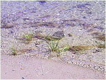 04Mattapoisett.JPG