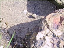 11Mattapoisett.JPG