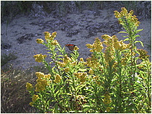 28Mattapoisett.JPG