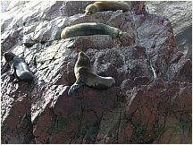 0605260911piscoislesparksealions.jpg