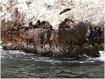 0605260941piscoislesparksealions.jpg