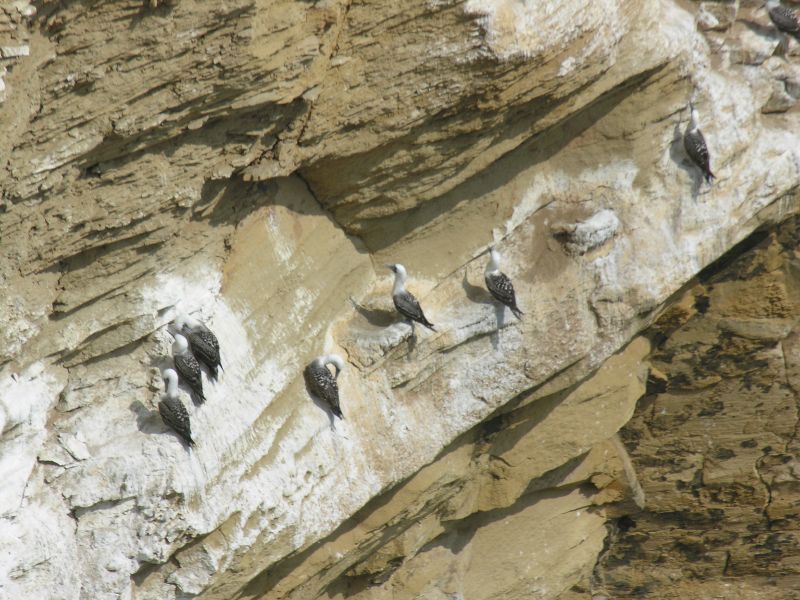 11paracasdesert.jpg