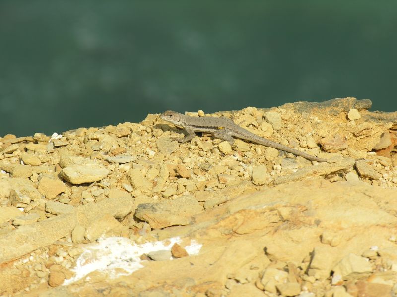 17paracasdesert.jpg
