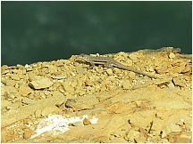 17paracasdesert.jpg