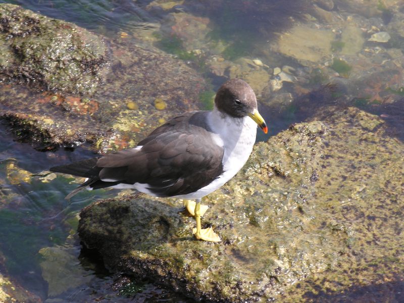 61piscogull.jpg