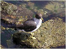 61piscogull.jpg