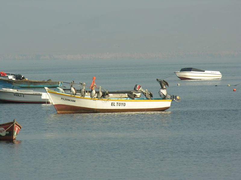 05piscoskiffspelicanselchaco.jpg